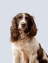 Bertie Biggles