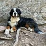Revelstoke the Berner